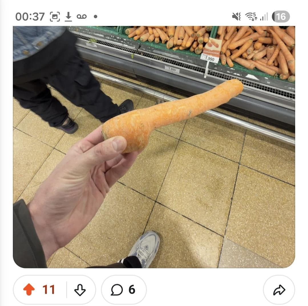 Giant Carrot Find