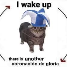 Cat Jester Wakes Up to Argentine Football Glory