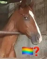 Horse Has No Idea What the Flag Means