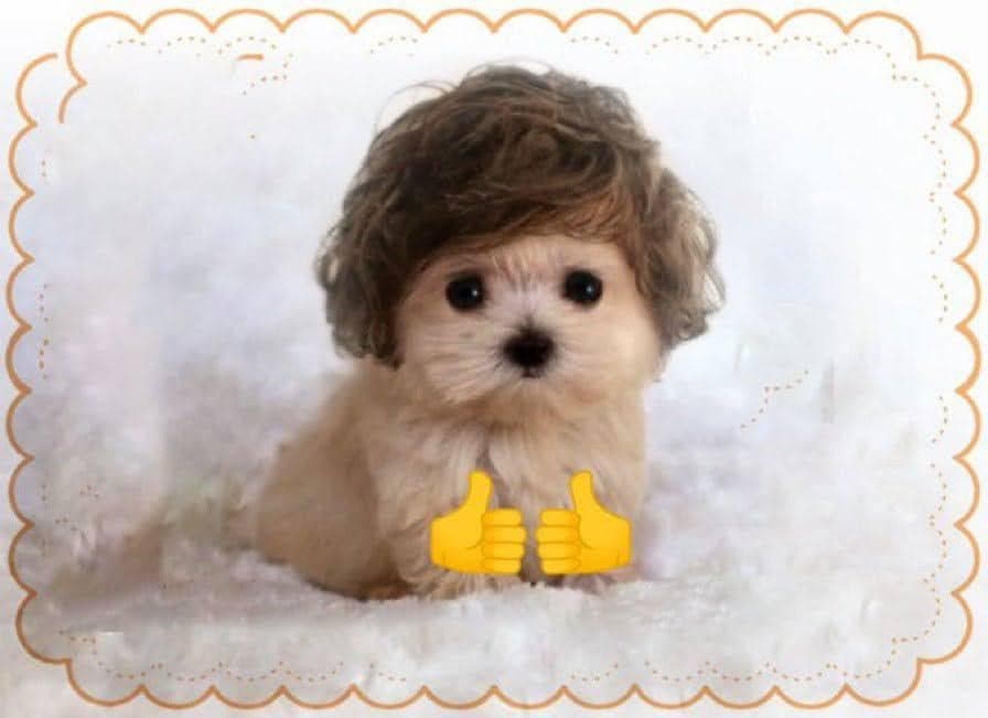 Fluffy Puppy Gives You Double Thumbs Up