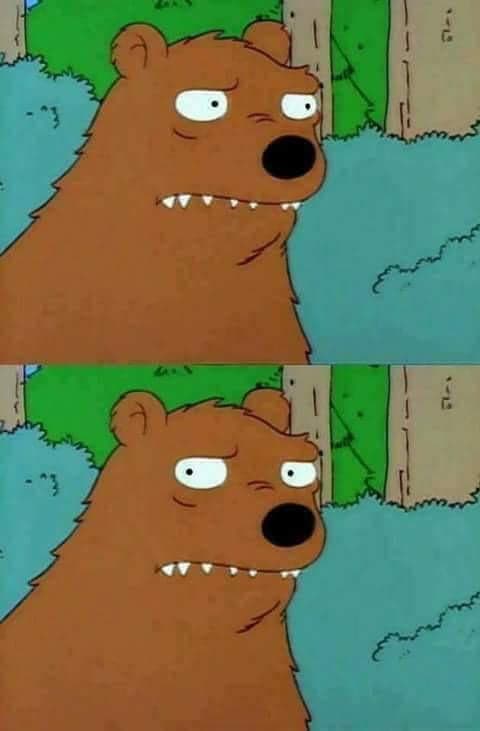 Bear Stares You Down Intensely