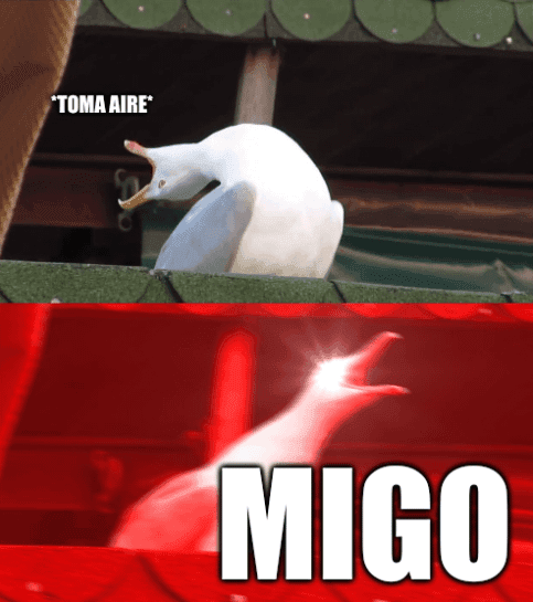 Seagull Inhales Then Screams Migo