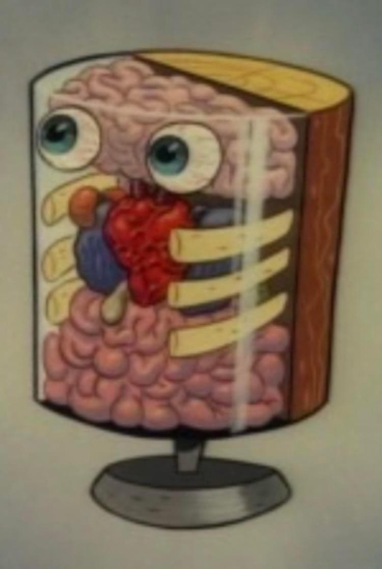 SpongeBob Anatomy Cross Section